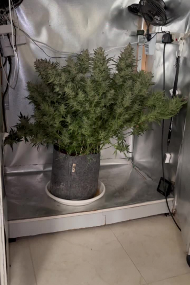 Gelato Auto - Large Bushy Plant in Indoor Grow Room