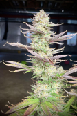 Instagram Orange Sherbet FF