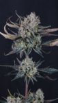 Instagram Guava Runtz Auto™