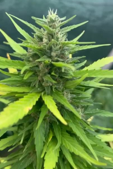 Moby Dick Auto - Main Cola Size and Flower Development