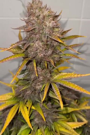 Strawberry Banana Auto - Purple Cola with Yellowing Fan Leaves