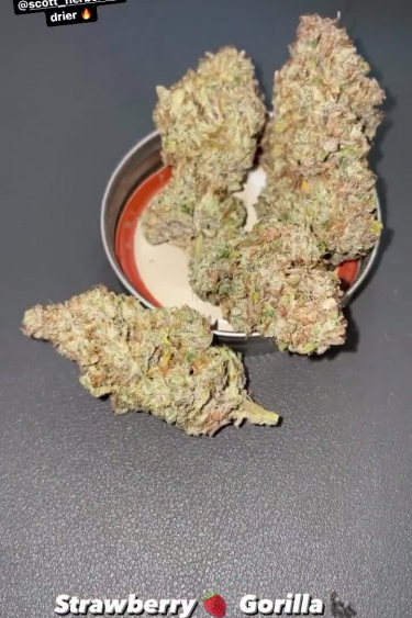 Strawberry Gorilla Auto - Returned Frosty Buds Beside Container