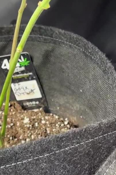 GG4 Sherbet FF - Seedling Stage in a Fabric Pot