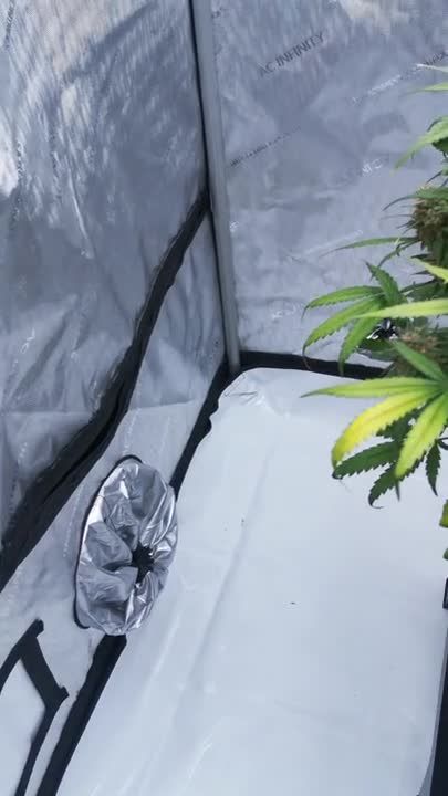 Lemon Cherry Cookies Auto - Grow Tent Setup Before Planting BudBeezy