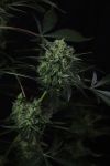 Instagram Banana Guava Auto™