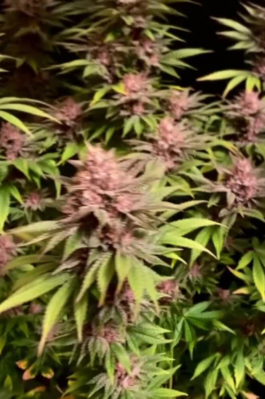 Purple Lemonade FF - Colorful Purple Buds Among Green Leaves