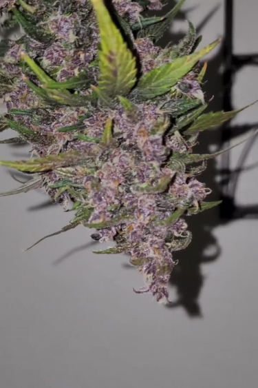 Blackberry Auto - Purple Buds and Frost Development