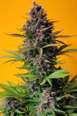 Instagram LSD-25 Auto