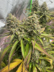 Instagram Pineapple OG Auto™