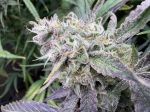 Instagram Mendo Guava Auto™