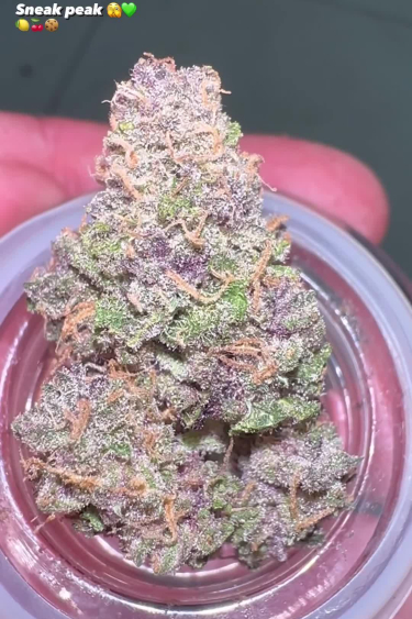 Lemon Cherry Cookies Auto - Colorful Frosty Bud in Jar