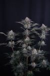 Instagram Mendo Frost Auto™
