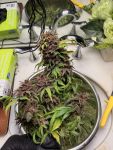 Instagram Purple Lemonade Auto RF3™