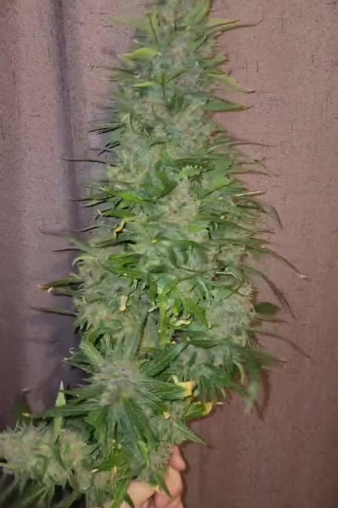 Pound Cake Auto - Tall Flowering Plant Side View