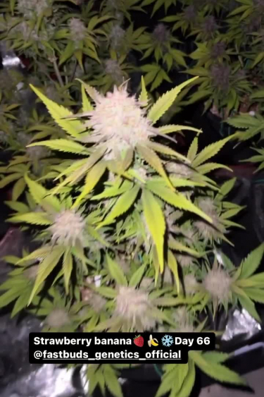 Strawberry Banana Auto - Mid Flowering Update and Bud Formation