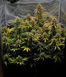 Instagram Guava Runtz Auto™