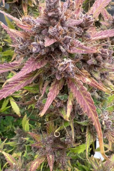 Ztrawberriez Auto - Pink and Purple Leaves on Frosty Buds