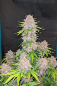 Instagram Lemon Cherry Cookies Auto