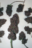 Instagram Purple Lemonade Auto