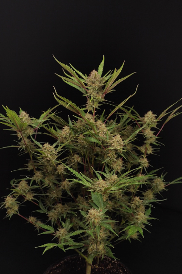 Apricot Auto - Bushy Mature Plant Against Black Background
