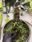 Instagram Purple Lemonade Auto RF3™