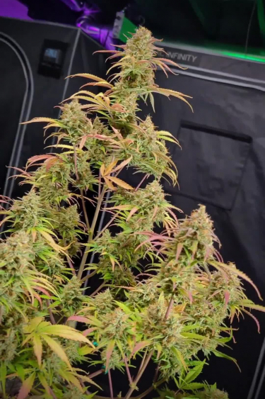 Green Crack Auto - Late Flower Fade with Yellow and Pink Leaves
