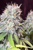 Instagram Orange Sherbet FF