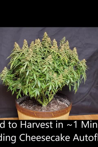 Wedding Cheesecake Auto - Compact Plant Ready for Return