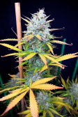 Instagram Pound Cake Auto™