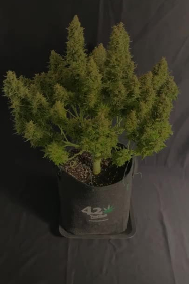 Sour Jealousy Auto - Full Bushy Plant in Flower