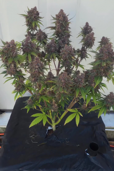 Lemon Cherry Cookies Auto - Purple Phenotype Ready for Return