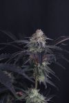Instagram Mendo Frost Auto™
