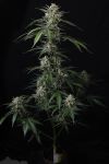 Instagram Banana Guava Auto™