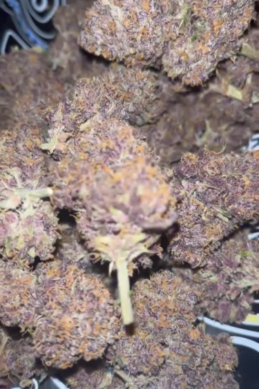 Cherry Cola Auto - Dried Purple Buds After Return