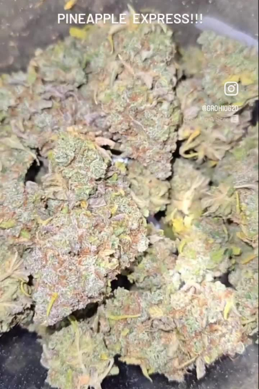Pineapple Express Auto - Dried Buds After Return
