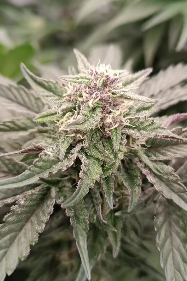 Big Bud Auto - Thick Frosty Flower with Long White Pistils