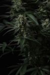 Instagram Banana Cherry Cookies Auto™