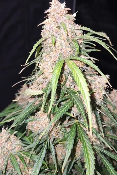 Blueberry Auto - Frosty Main Cola in Late Flower