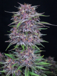 Instagram Banana Purple Punch Auto