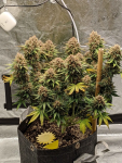 Instagram LSD-25 Auto