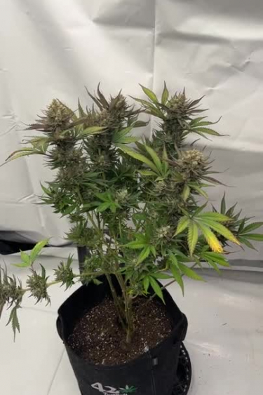 GG4 Sherbet FF - Plant Size and Shape Before Flowering