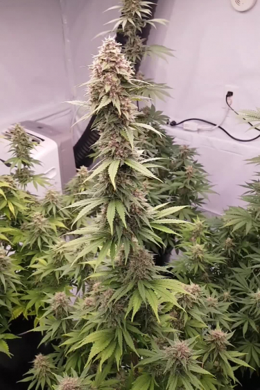 Fastberry Auto - Tall Frosty Colas Under Indoor Lights