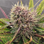 Instagram Guava Runtz Auto™
