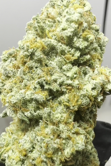 Stardawg Auto - Dense Lime-Green Bud Structure Before Return