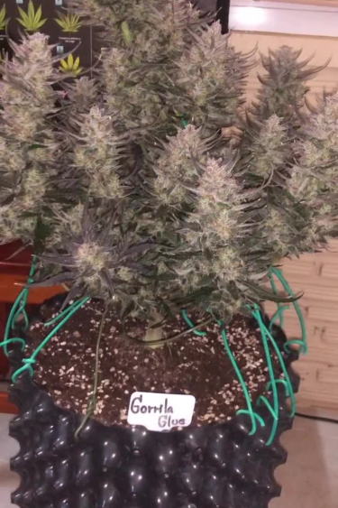 Gorilla Auto - Bushy Mature Plant with Multiple Colas