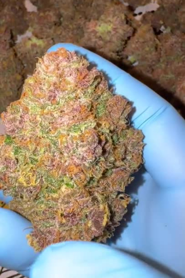 Cherry Cola Auto - Hand-Held Bud Showing Dense Flower Structure