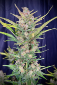Instagram Gorilla Punch Auto
