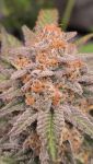 Instagram Sundae Frost Auto™