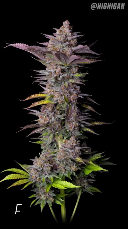 Tropicana Cookies FF - Tall Purple Main Cola Before Return @highigan