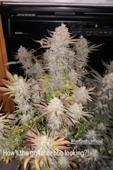GG4 Sherbet FF - Frosty Flowering Plant Close Up